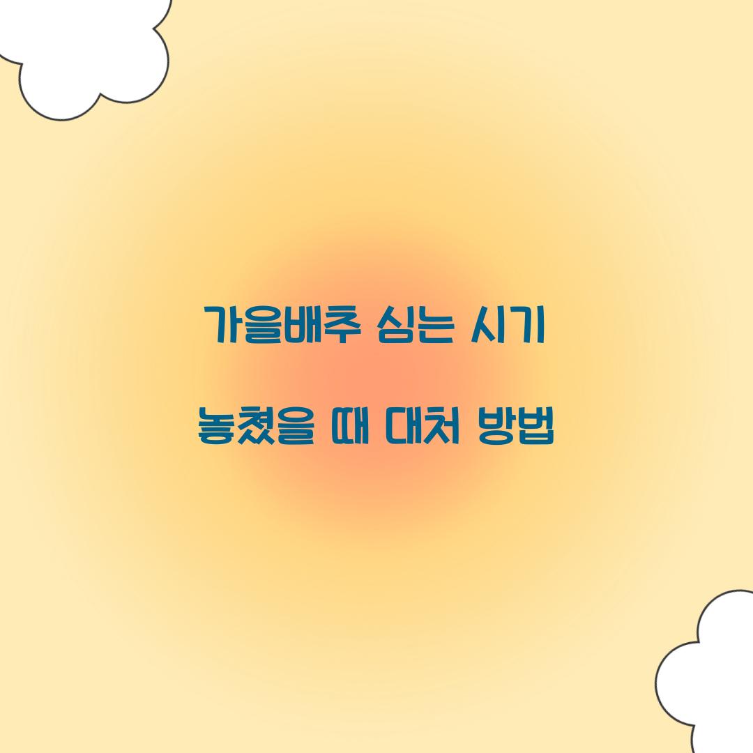 가을배추 심는 시기 놓쳤을 때 대처 방법