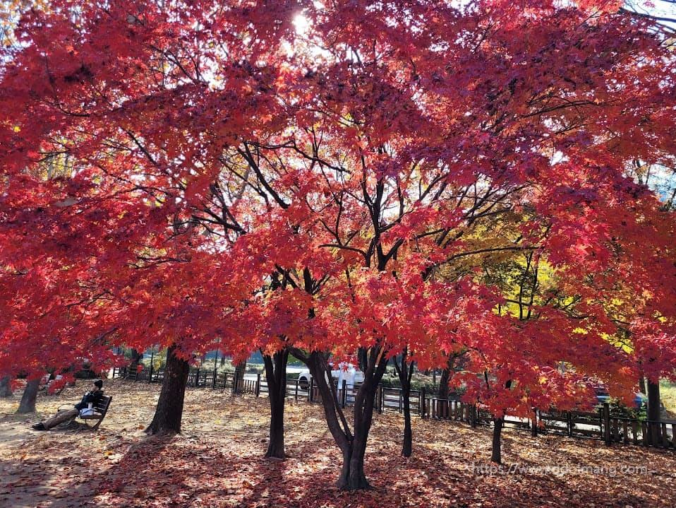 불타든 붉은 색으로 물든 단풍나무