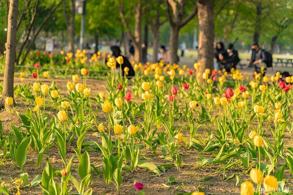 튤립명소 서울숲
