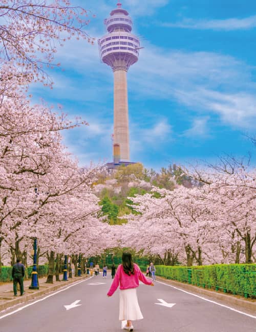 2025 전국 벚꽃 드라이브 코스 추천 명소 5선