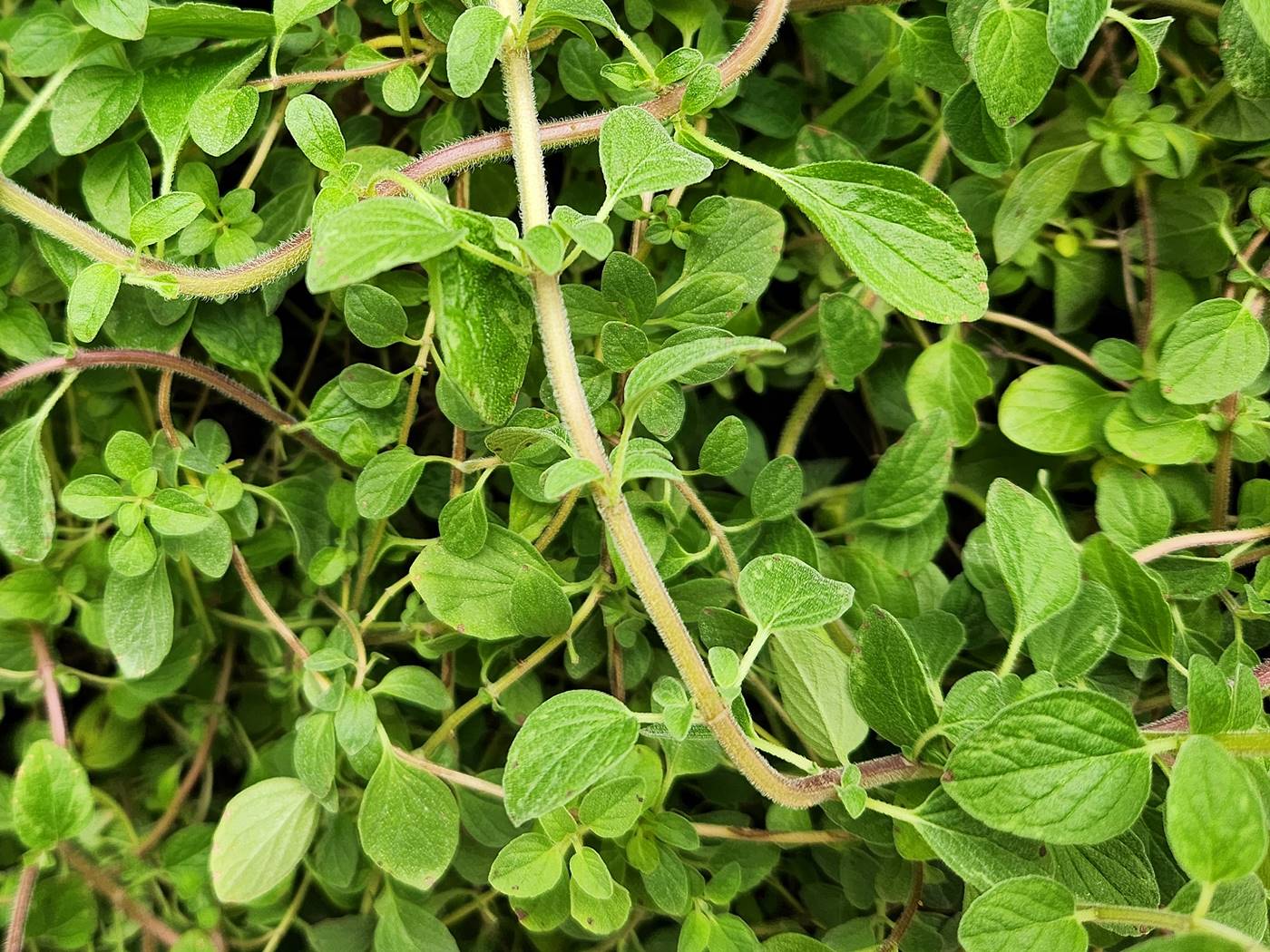 마조람 Marjoram
