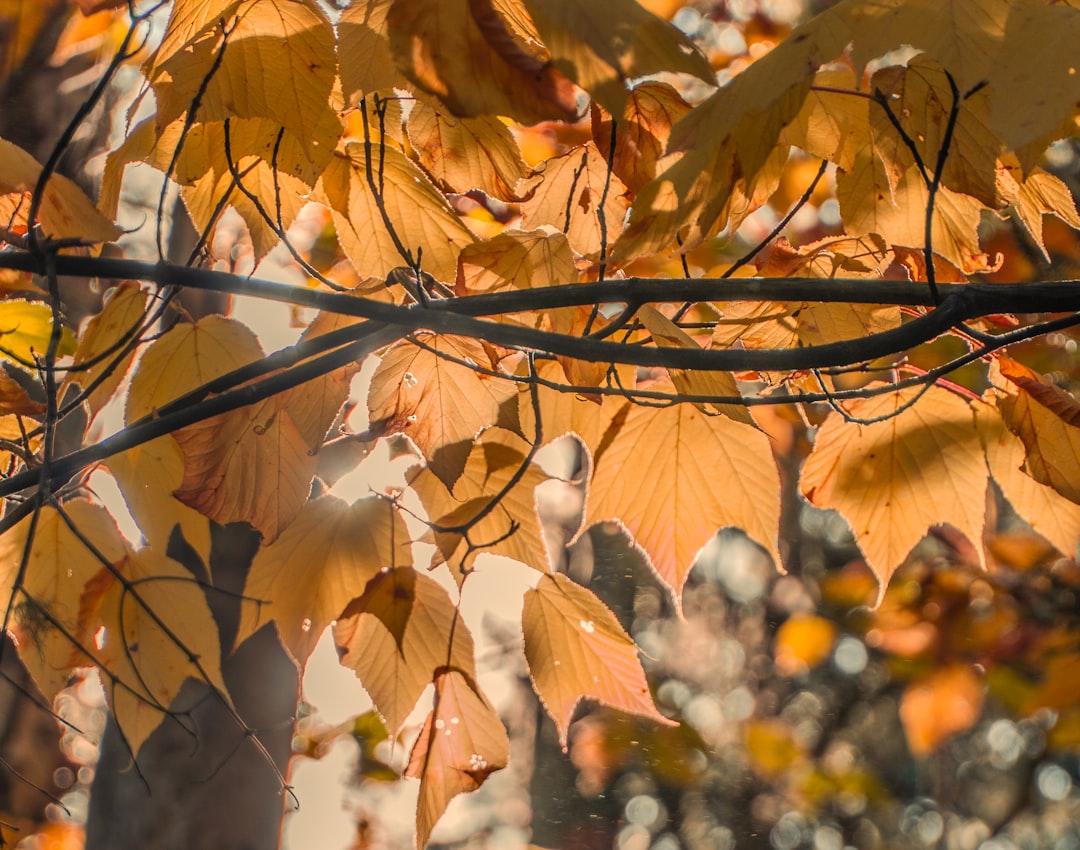 Seasonality