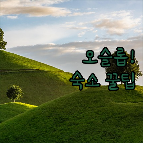 고래상어 투어 최적 오슬롭 숙소 5곳..