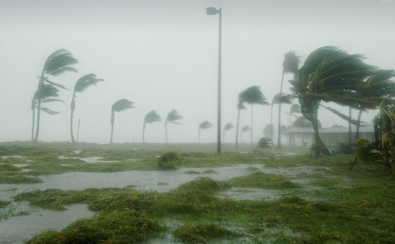 Palm trees blowing by strong windstorm