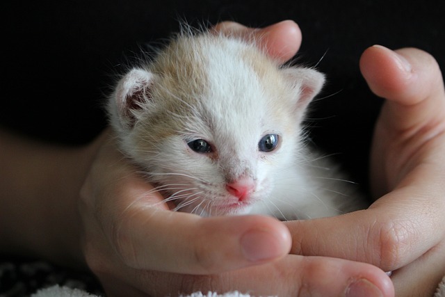 고양이