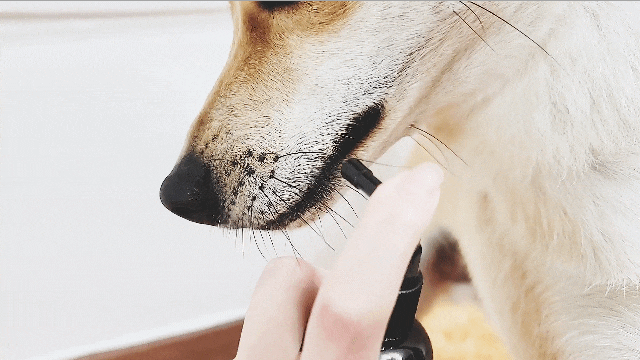 강아지 뿌리는 치약? 치석·입냄새 잡은 리얼 후기