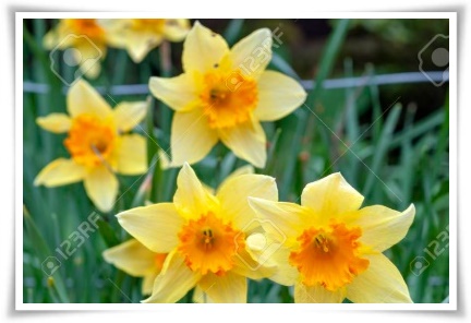 &quot;수선화&quot; 봄의 향기를 담은 마음을 따뜻하게 해 주는 봄의 전령사!