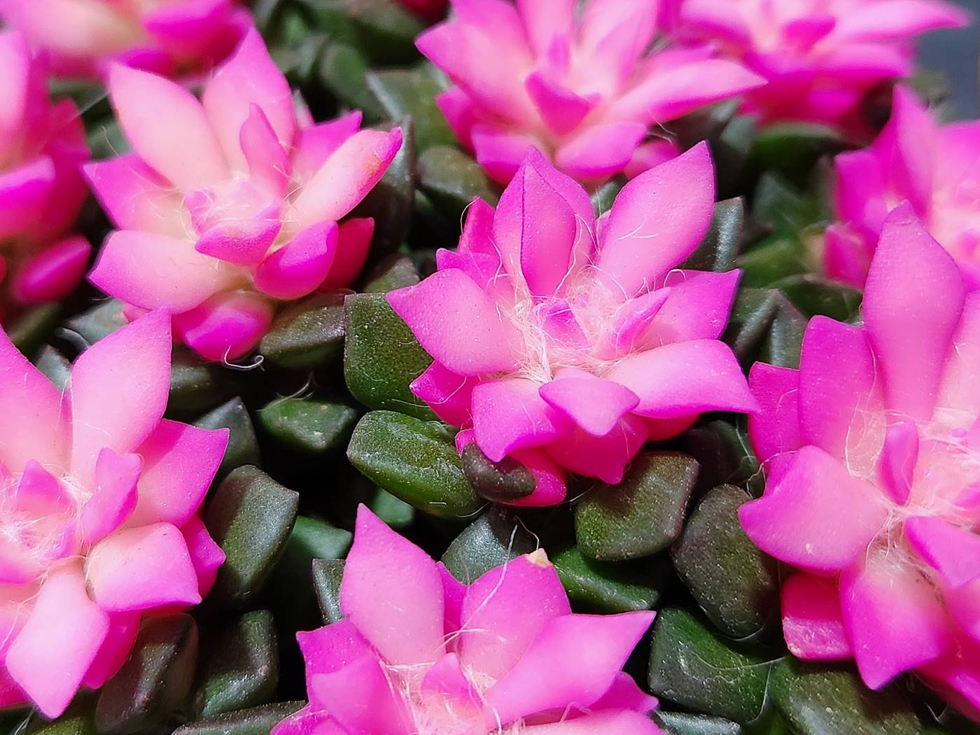 취설송(아나캄프세로스)