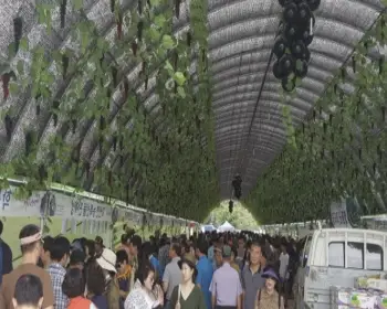 영동포도축제_6