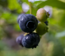 백내장에 좋은 음식 영양제 식단