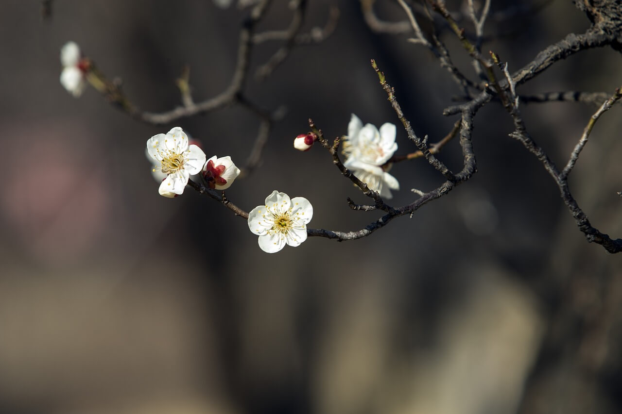 2025 원동매화축제