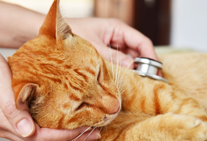 진찰을 받는 고양이.