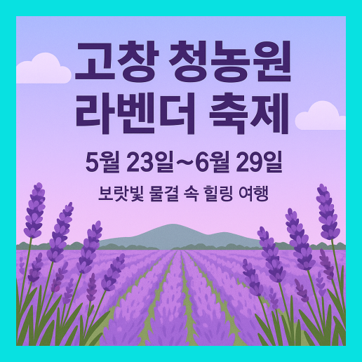 고창 청농원 라벤더 축제