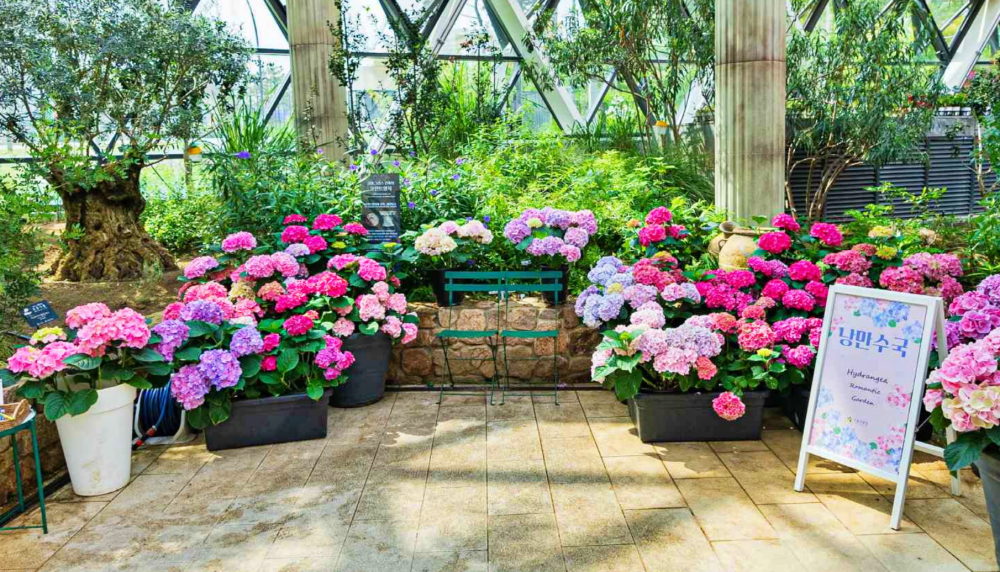 낭만수국전, 서울식물원