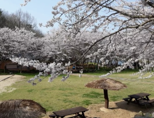함평용천사 벚꽃