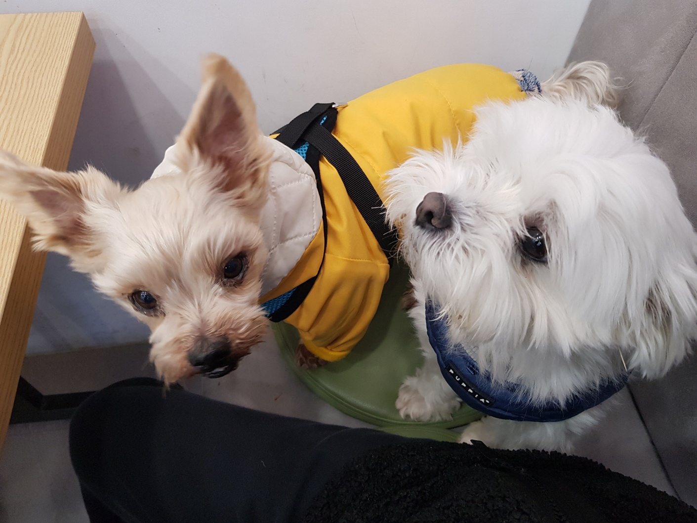 카페에 잘 앉아 있는 강아지들