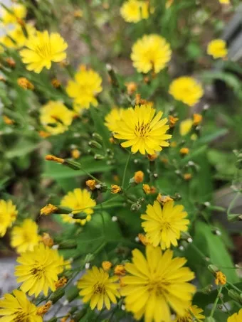 씀바귀 무침 김치 담그는법 레시피_8