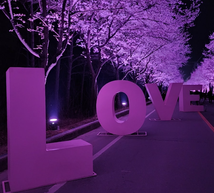 흥천남한강벚꽃1