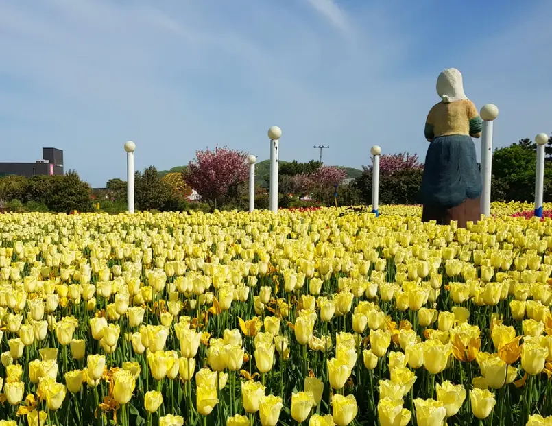 2025년 태안 튤립축제 일정&amp;#44; 개화시기&amp;#44; 주차장&amp;#44; 입장료