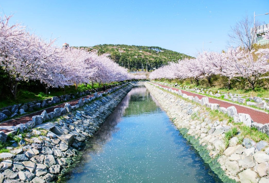 영도 동삼해수천 벚꽃길 개화 만개 시기1