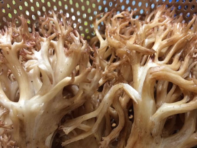 싸리버섯 손질법