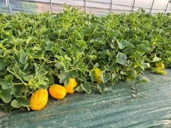 참외 재배 꽃 솎기 차광막 설치 당도 관리_9