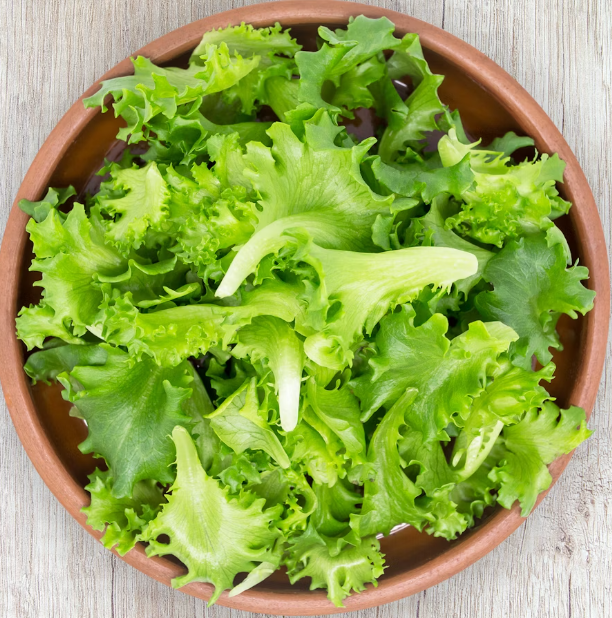 상추의 기막힌 효능 부작용 영양성분