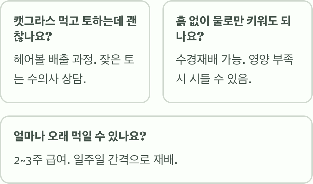 실패 없는 캣그라스 키우기 A to Z (씨앗부터 급여까지)