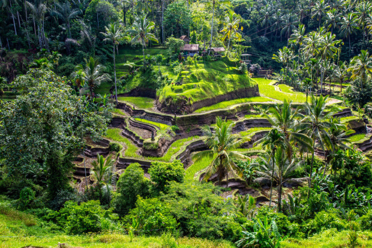 테갈랄랑 라이스 테라스 관련 사진