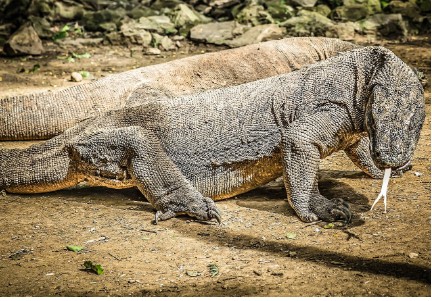 코모도 왕도마뱀 사진