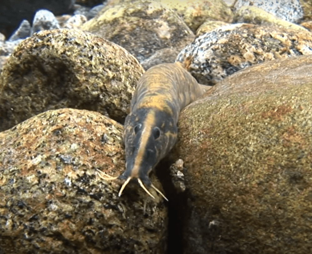 얼룩새코미꾸리 완벽정리