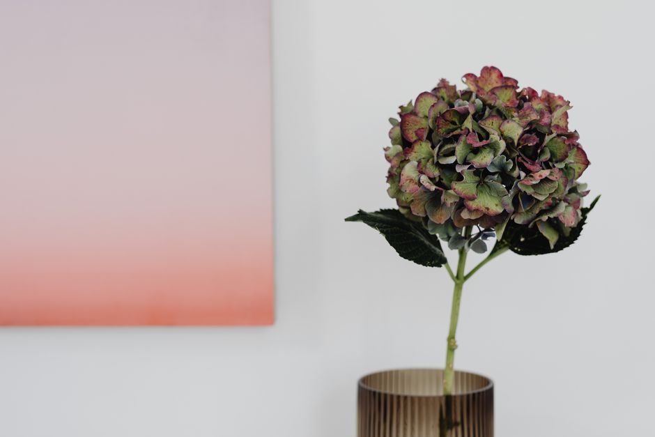 Hydrangea flower in a vase with pink ombre background, showcasing nature's elegance.