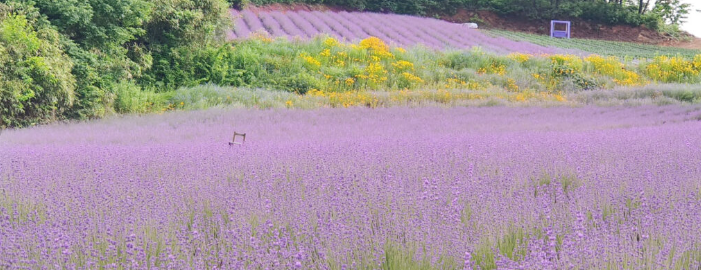 라벤더축제 고창 청농원