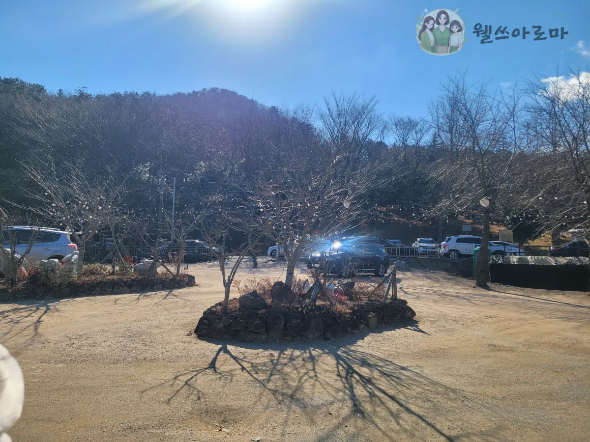 안영순베이커리-주차장-마당나무