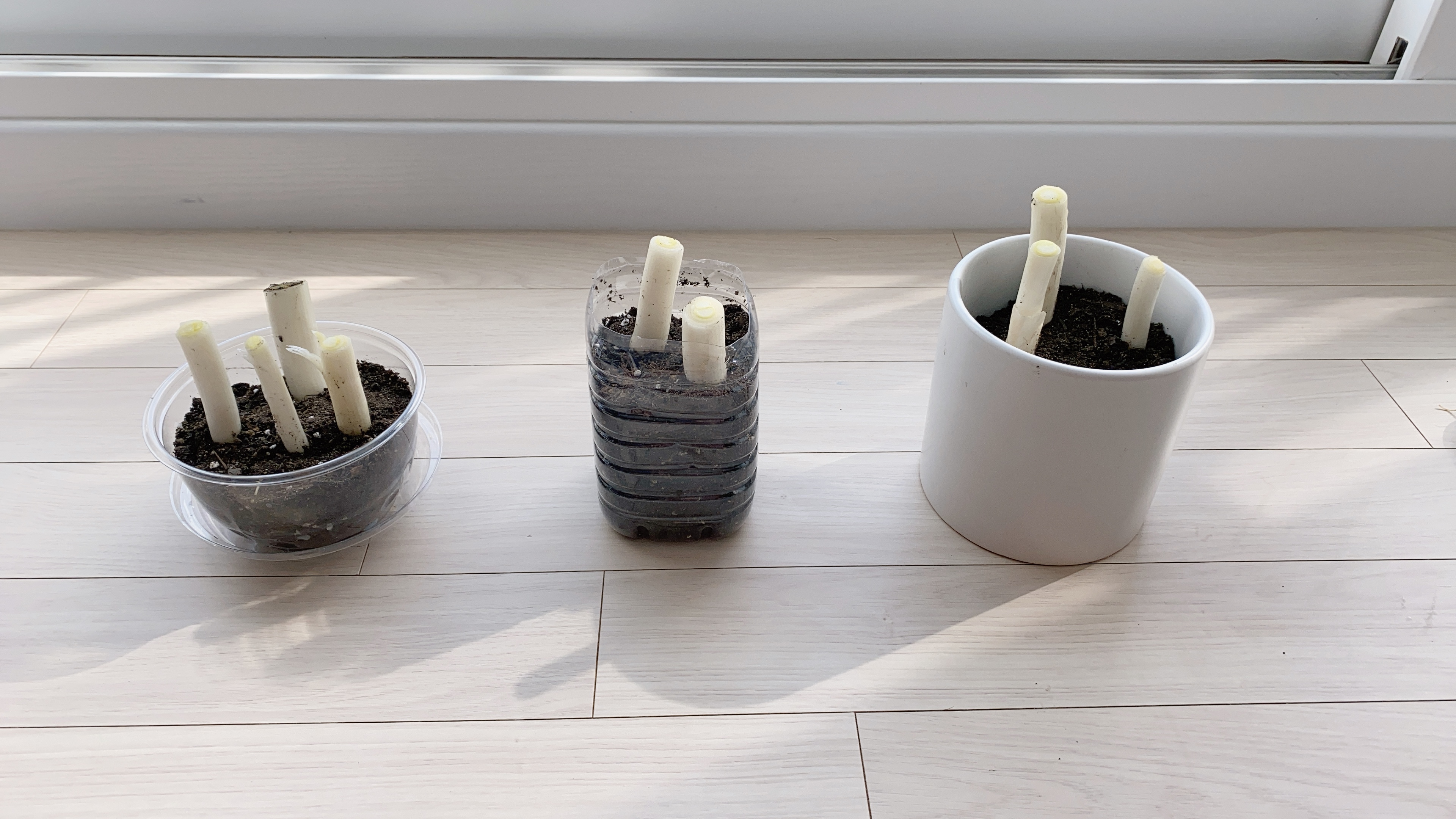 대파심기 성공 대파