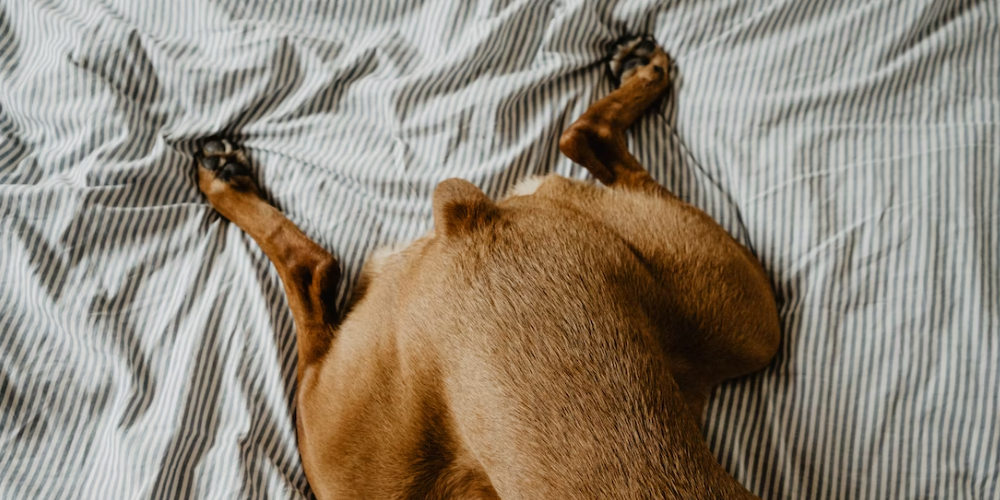 강아지 앞다리 절뚝거리는 이유