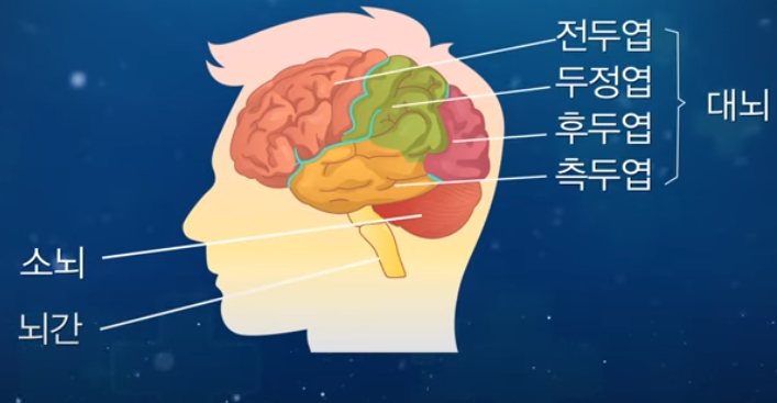 뇌의 구조