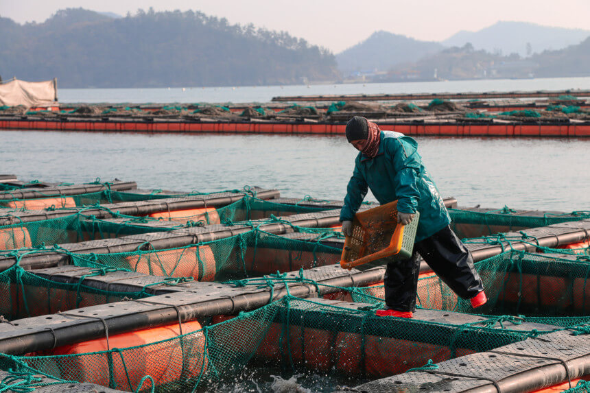 생생정보 수확의 달인 전남 강진 마량 전복 수확의 달인 은영씨의 꽃피는 바다 주문방법