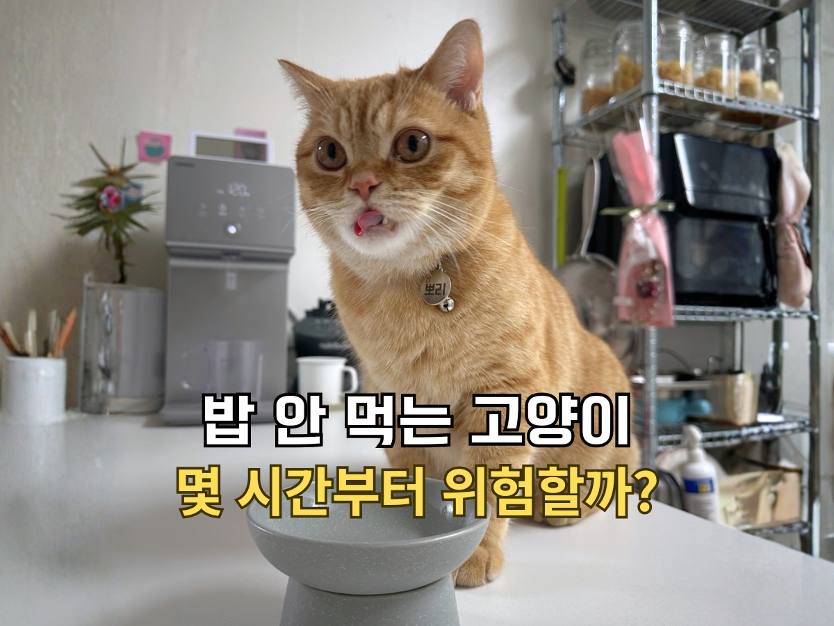 밥 안 먹는 고양이 몇 시간부터 위험할까 글이 써진 썸네일. 밥그릇 앞에 앉아 반응을 보이는 치즈 고양이 뽀리.
