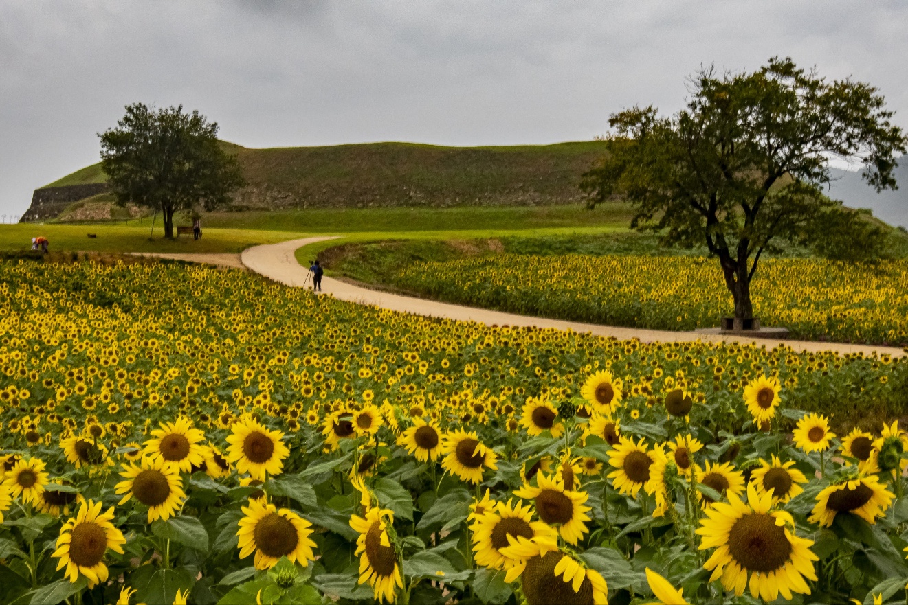 연천 호로고루성 해바라기길
