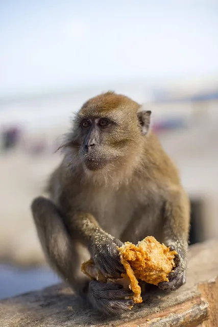 KFC 메뉴 추천 인기메뉴 1+1메뉴_1