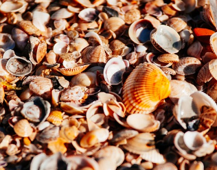 글루타치온 많이든 음식 13