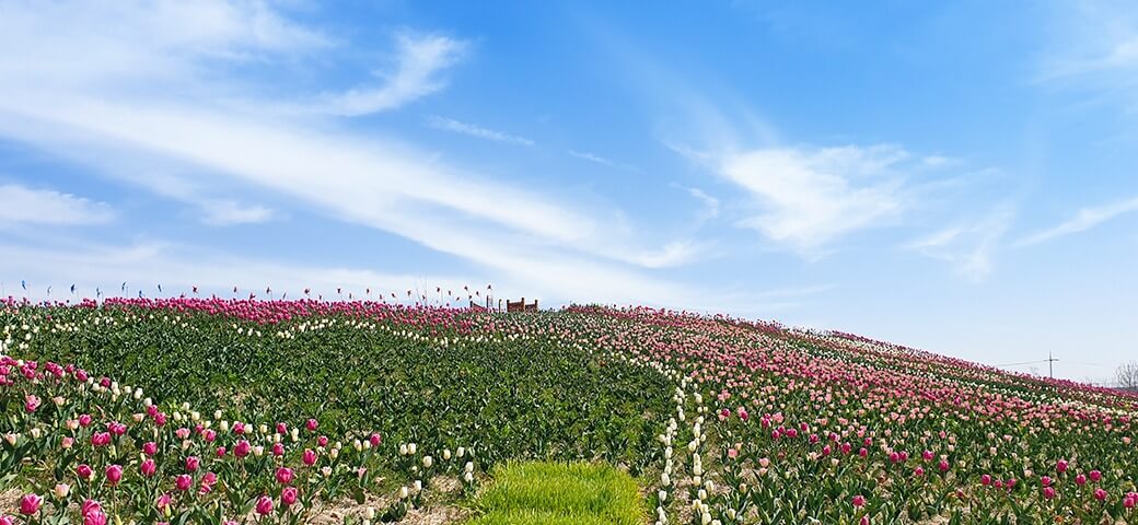 평택 농업생태원 수국