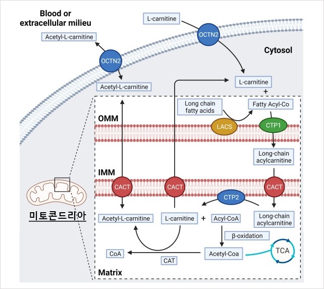 엘칸정, 엘칸정330mg 효능, 가격, 다이어트 복용법, 엘-카르니틴 작용기전, 부작용