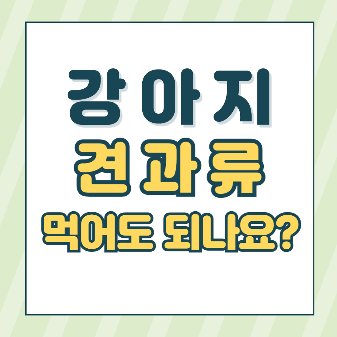 강아지견과류