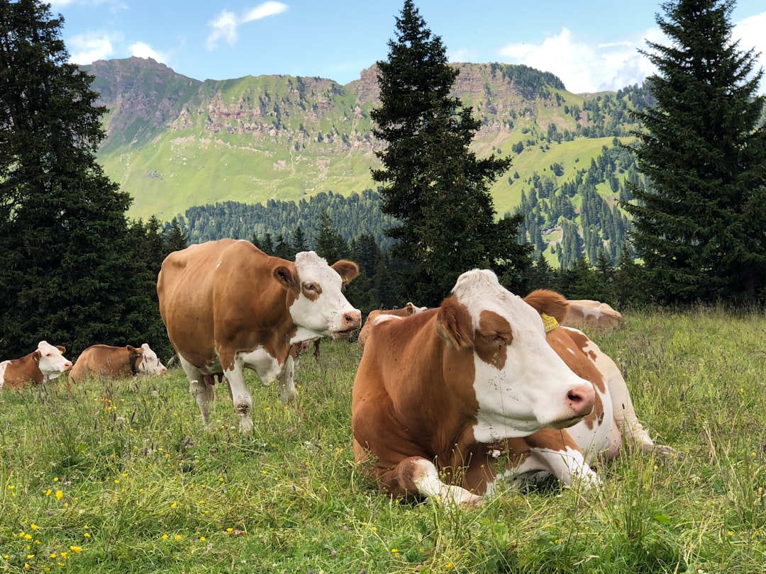 Livestock