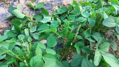 메주콩-백태-노란콩-파종시기-순지르기-적심작업