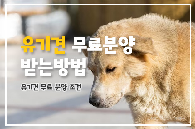 유기견1