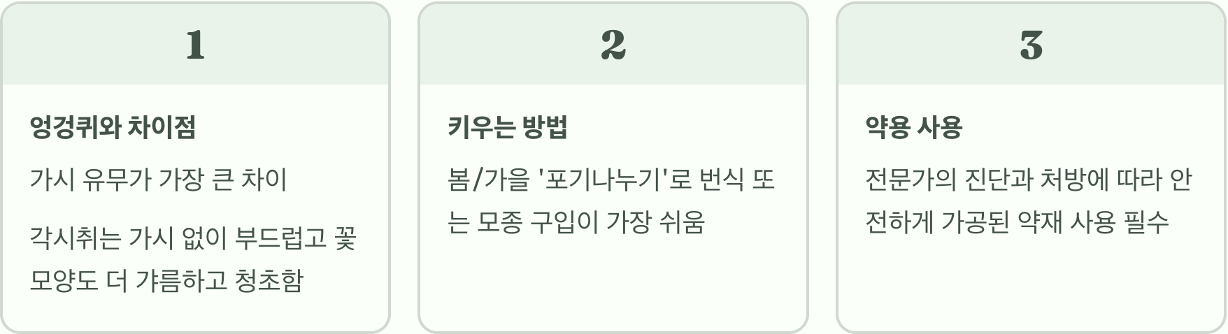 가을 들판의 보라색 요정, 각시취의 모든 것