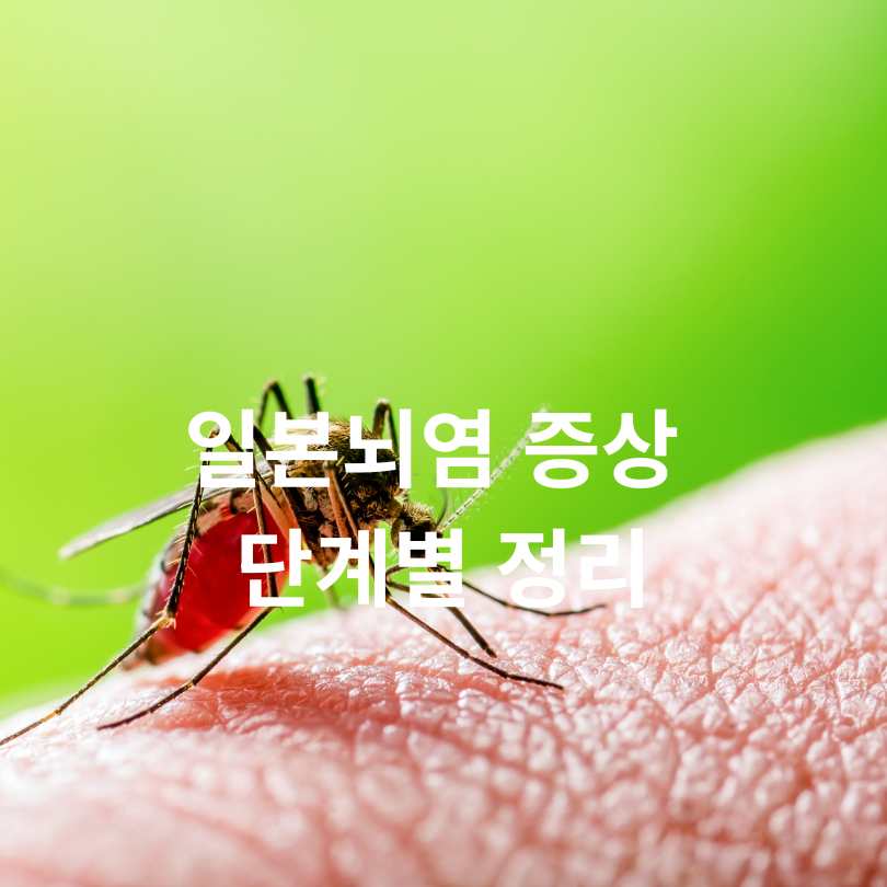 일본뇌염 증상부터 예방법